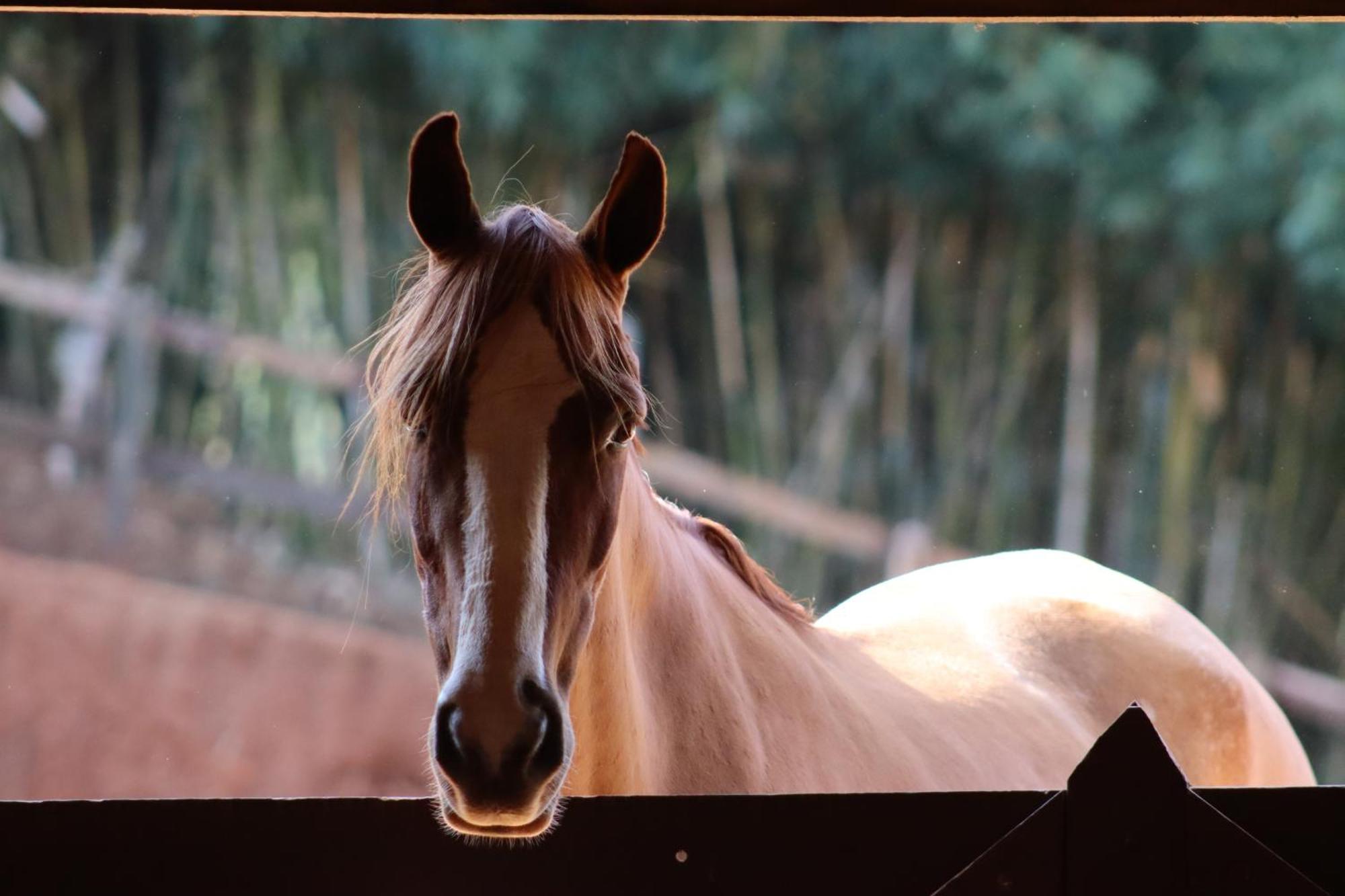 Refugio Horse Villa Santo Antônio do Pinhal Cameră foto